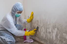 Why You Should Choose Our Mold Remediation Services in Mount Wolf, PA